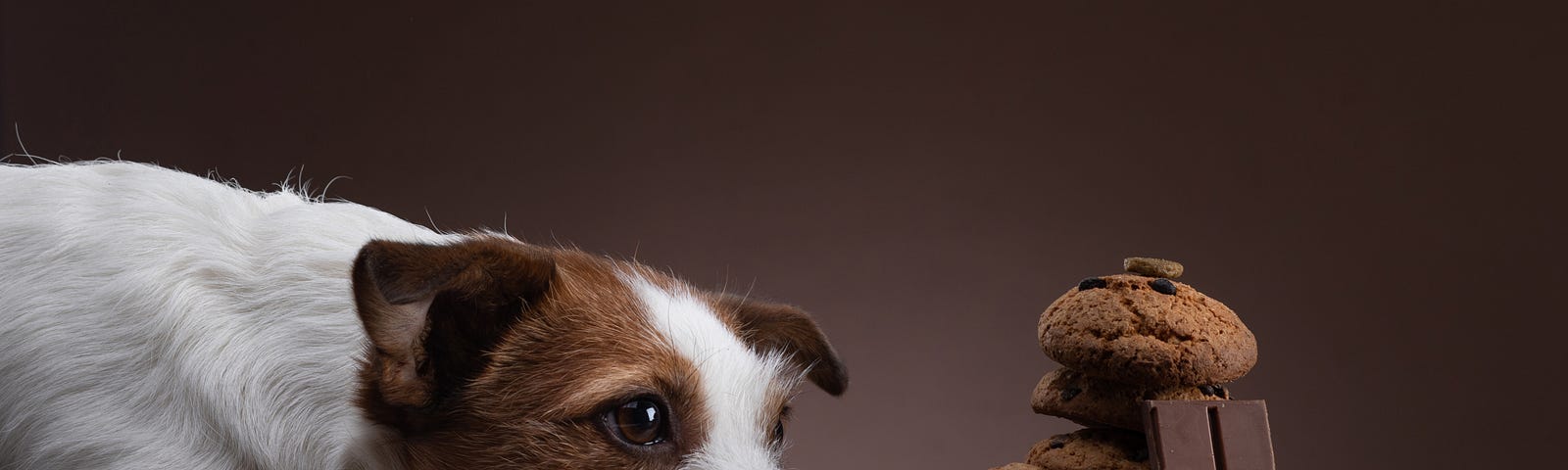 Dog eying cookies and chocolate intently