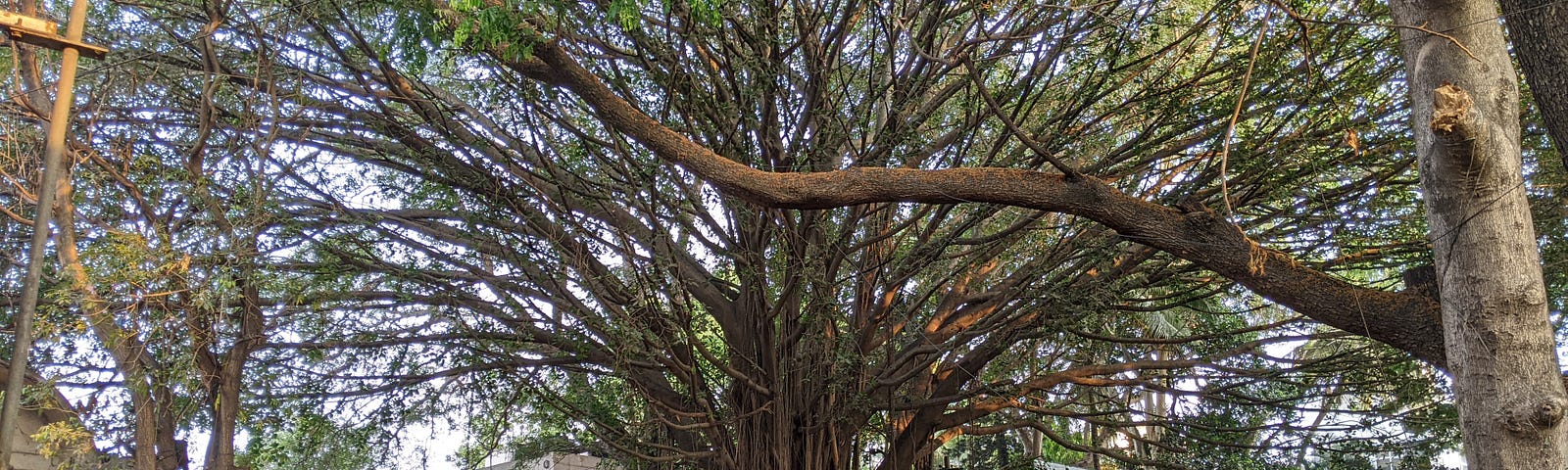 A huge banyan tree in the middle of a street.