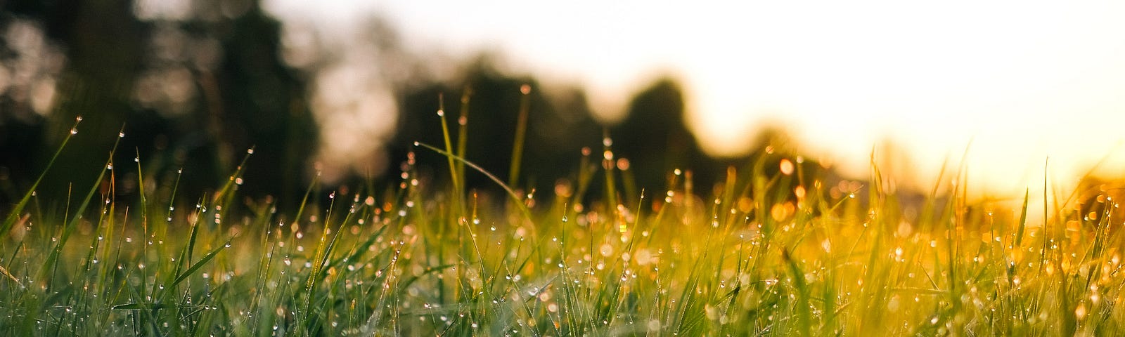 Dew-covered grass at daybreak