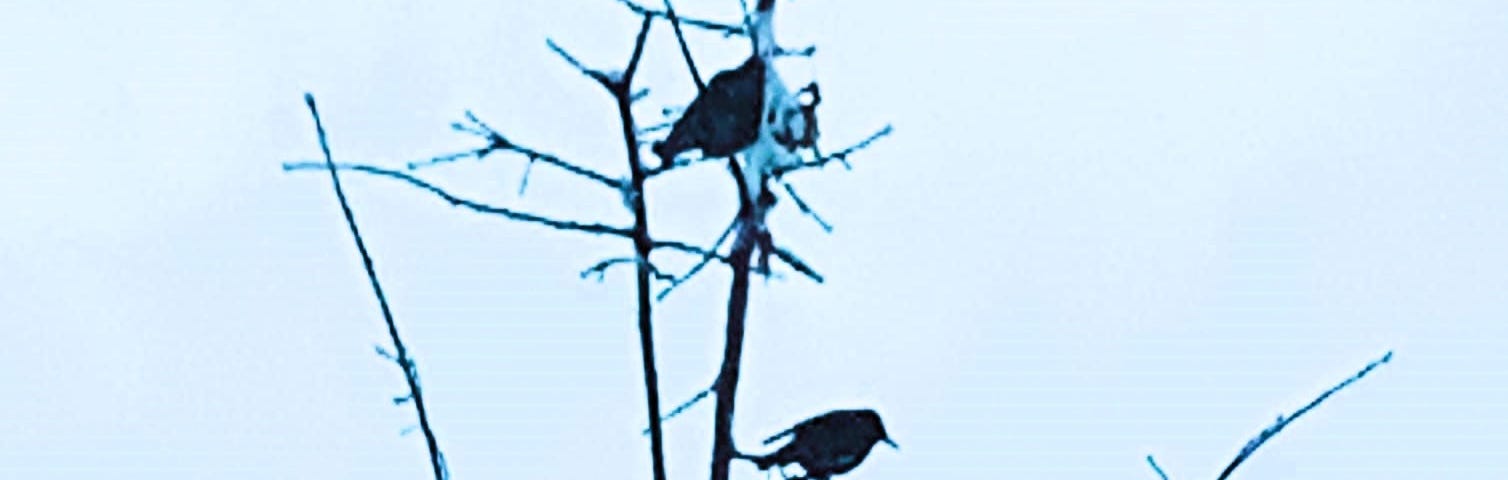 Birds sitting on a snowy tree on a winter’s day.