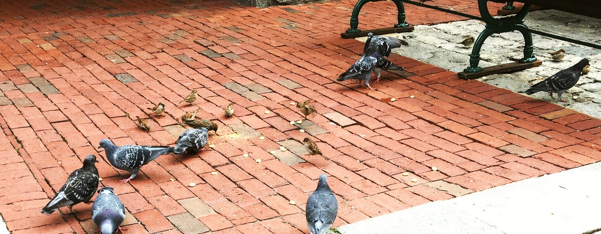 Pigeons and sparrows eating scattered food crumbs on a brick walkway.