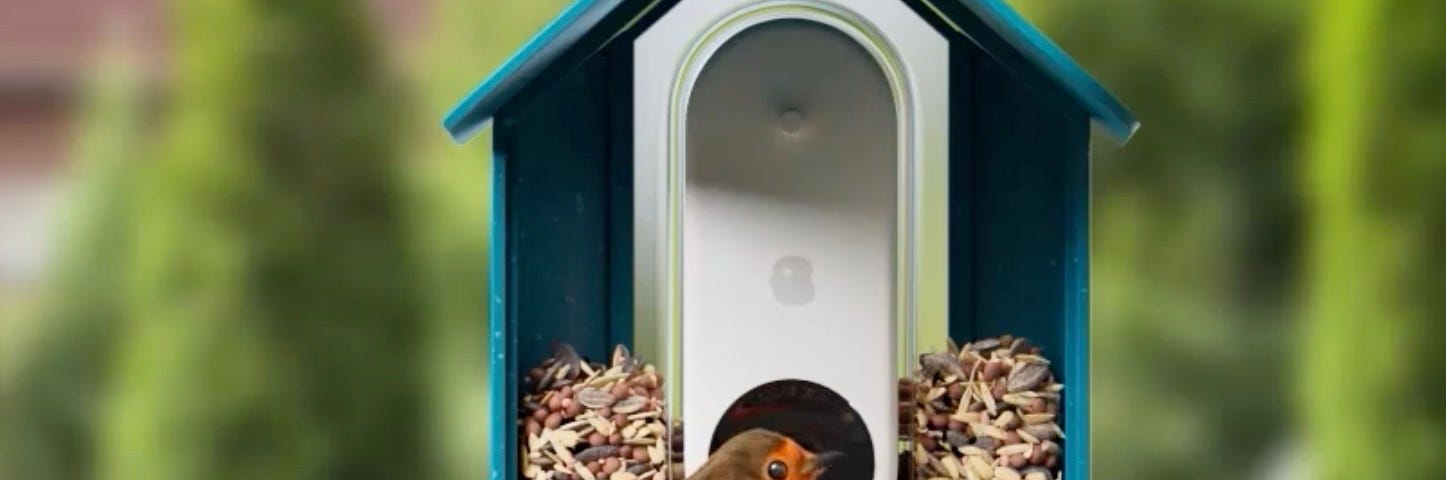A closer look at a bird as it graces the front of a Blue Bird Buddy feeder.
