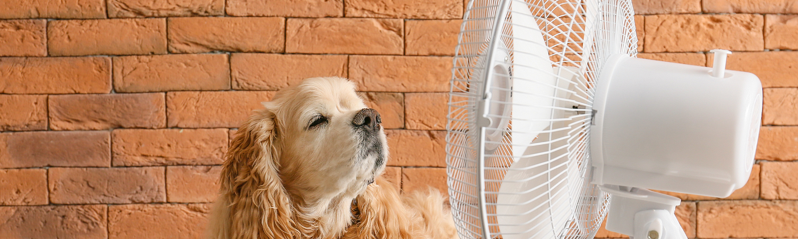 dog enjoying the cool breeze from a fan