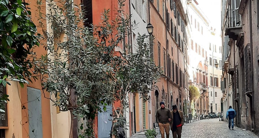 A bike standing in front of an olive tree on a narrow alley in Rome.