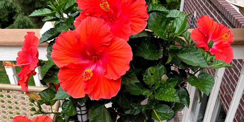 A beautiful orange Chinese Hibiscus plant in full bloom.