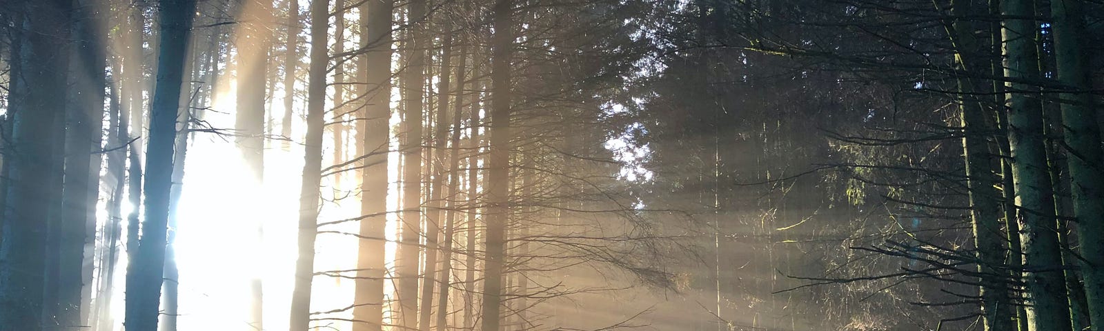 sunbeams piercing through misty wooded area