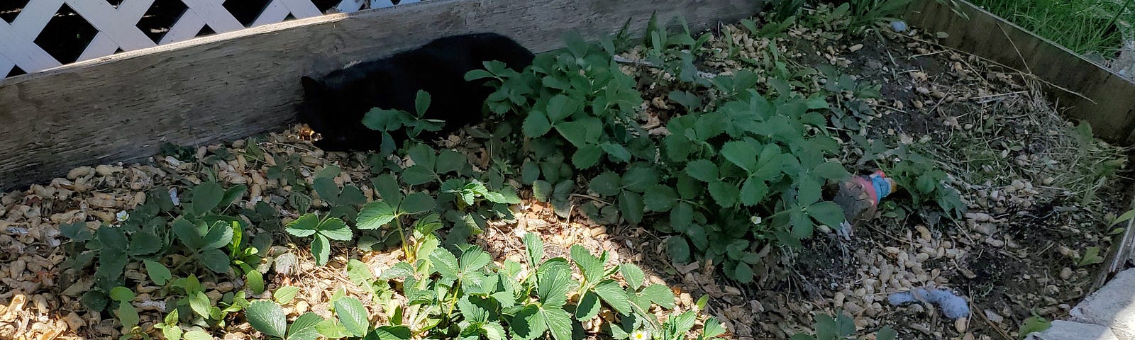 Raised garden bed with strawberry plants and discarded peanut shells on top of the soil. There is a black cat in the shade at the back of the bed behind a large strawberry plant.