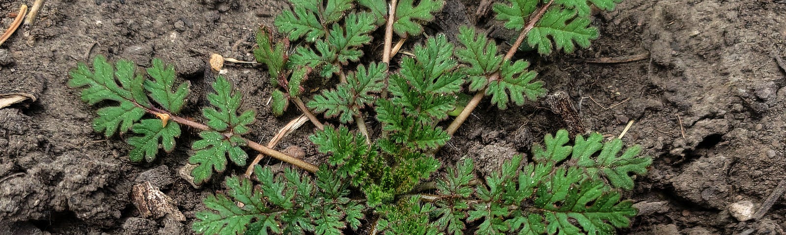 Plant with stems growing low on the ground in a starfish pattern with frilly dark green leaves.