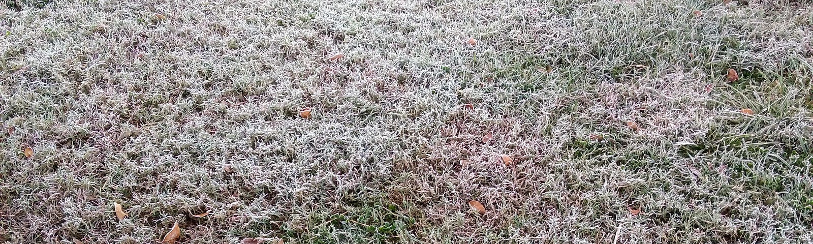 Grass frosted white.