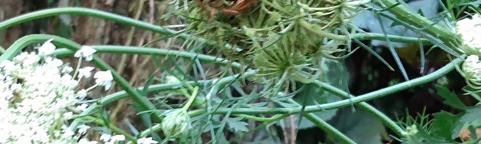 A grasshopper hiding in a flower cup.