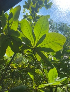 Greens of Sentosa island