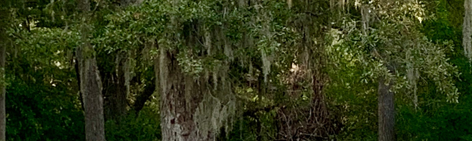 A deer standing next to a mossy tree