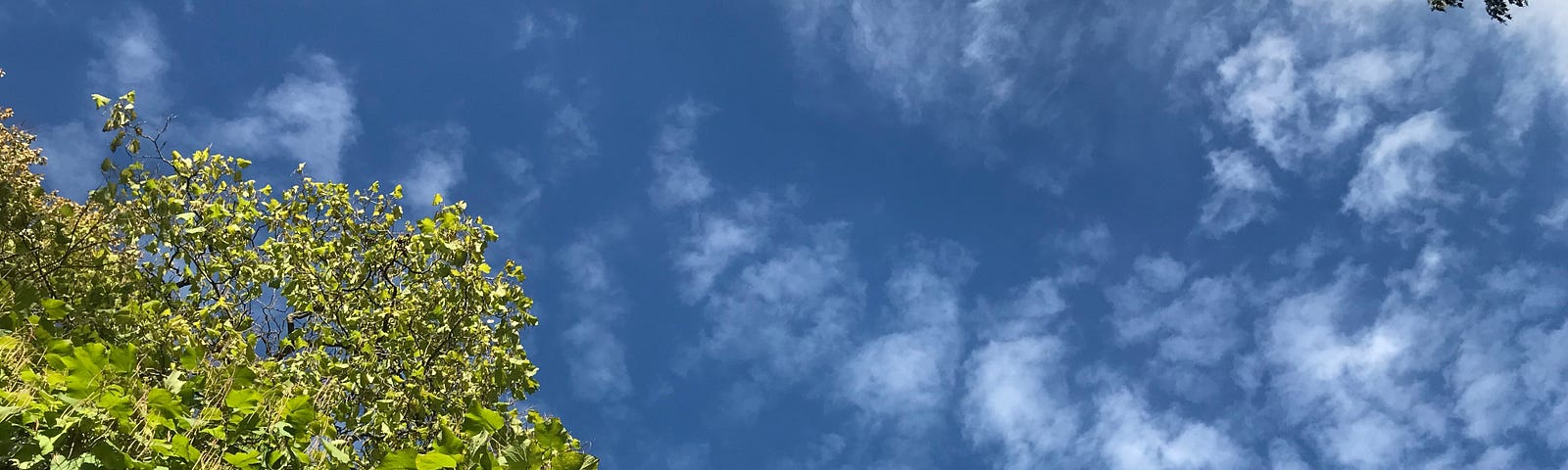 Top of a green tree canopy with a blue sky and some small white clouds