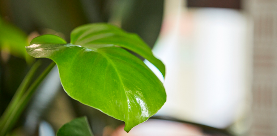 A photo of a tropical plant focused in on a large leaf the background is blurred out
