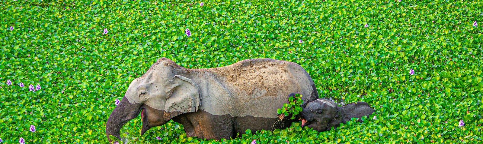 An adult and baby elephant wade through a bright green field with a visible swimming stain on their skin and big smiles