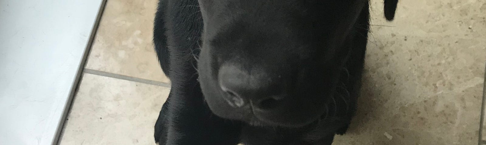 A black labrador puppy sat on his bum facing the camera. He’s putting his right paw on a human left hand.