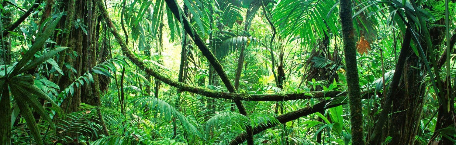 A jungle dense with green ferns, palms and foliage.
