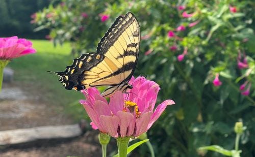 Yellow and black butterfly on a pink flower feeding with greenery in the background.