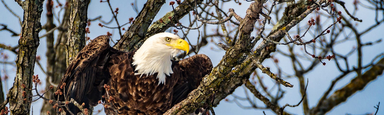 Bald eagle perched near Nelson, Wisconsin, in a Mississippi River backwater.
