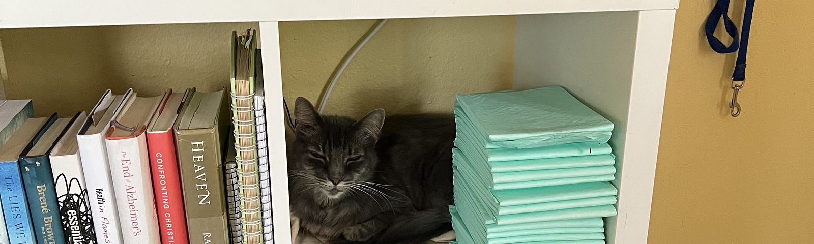 gray cat lounging in a cubby of a bookcase
