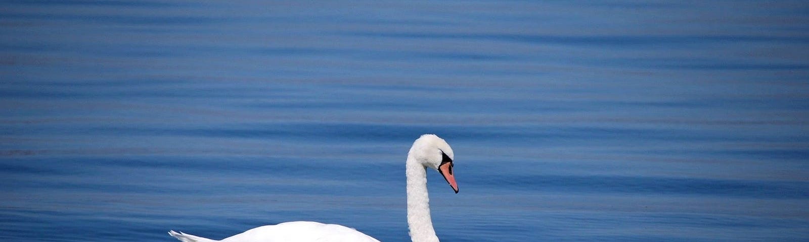 Swan on blue water