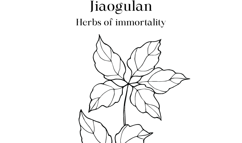 Jiaogulan Herbs of immortality