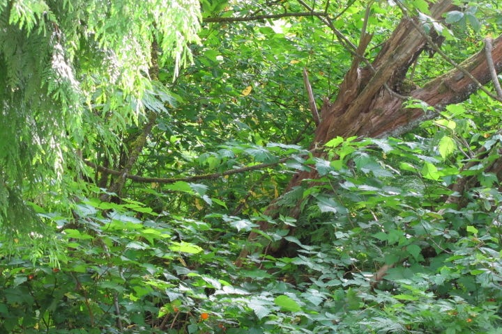 Dense foliage in the wilderness, with an assortment of trees, shrubs and greenery.