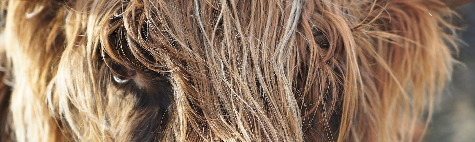 Close up of a hairy brown cow’s face with horns.