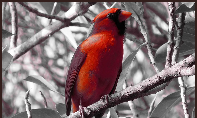 A bright red cardinal sitting in a tree
