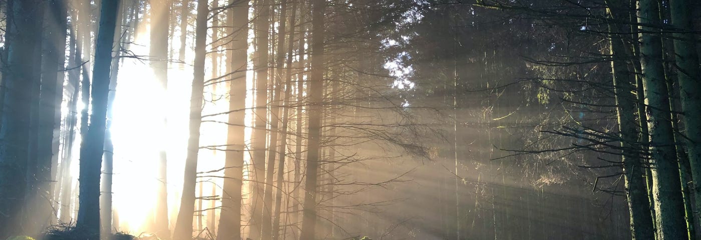 The white light of dawn filters through tall trees and past a forest path.