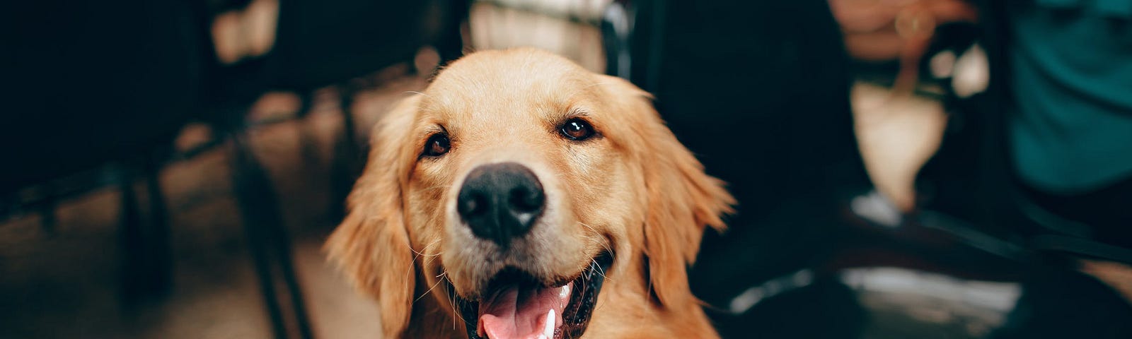 10 Most Popular Dog Breeds: Discover Which Furry Friend Is Right For You