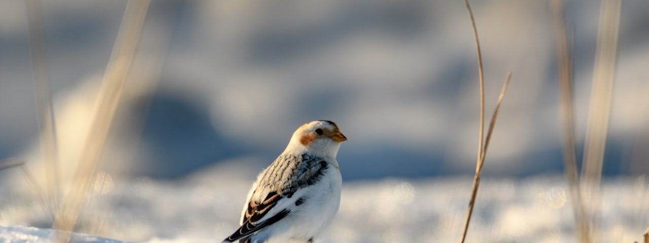 a white and black bird in the snow