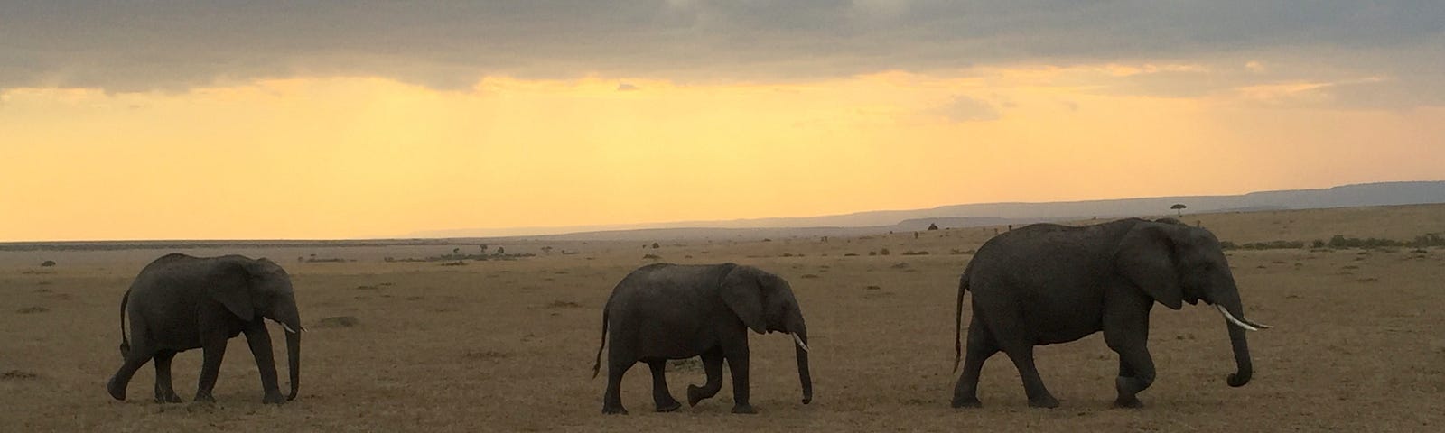 Author’s photo of three elephants on a stroll in Botswana