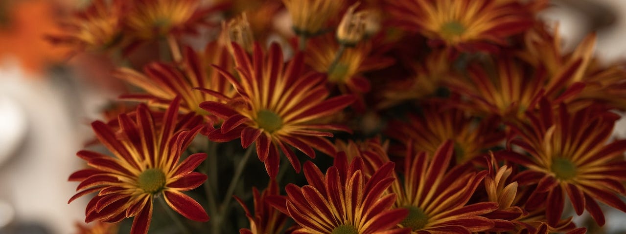 Rust and gold chrysanthemums