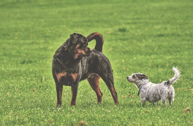 Two dogs — a Rottweiler and a smaller Jack Russel type — in a grassy open space, looking playful and relaxed with each other