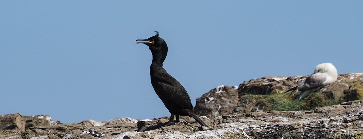 Rocky island with a male and female Shag with their chick alongside a group of Guillemots