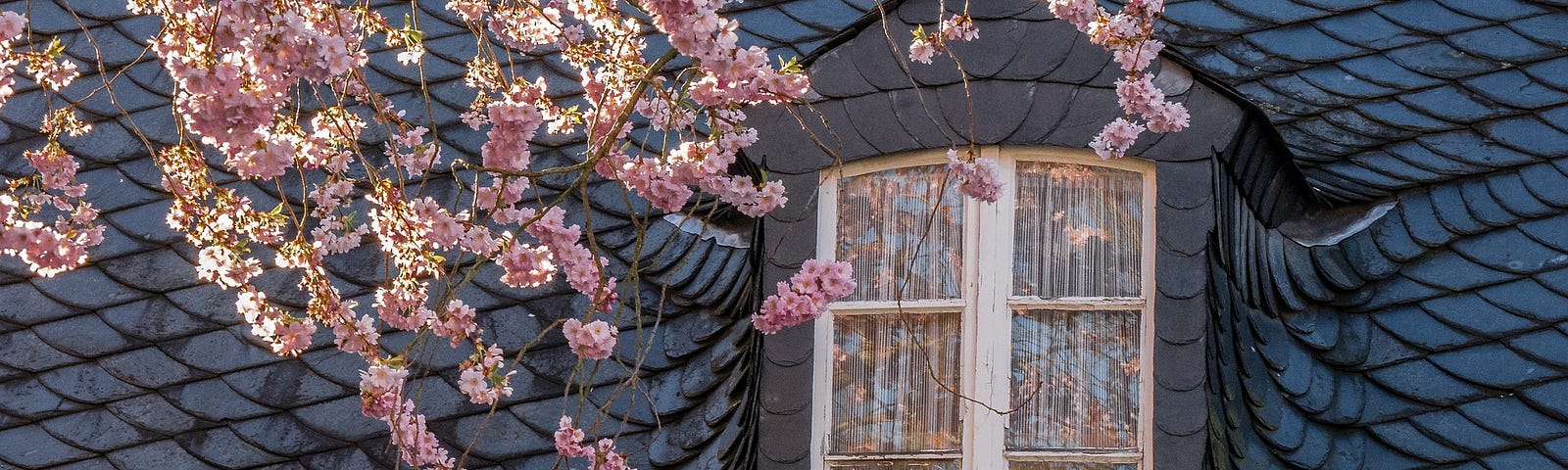 Branches with pink flowers rubbing on a slate roof.