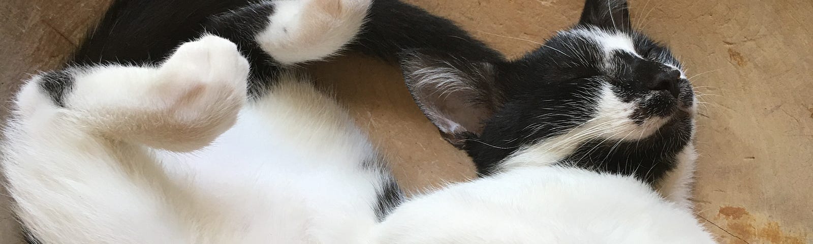 Author’s photo of Bella cat, a black and white kitty, sleeping soundly in a wooden bowl