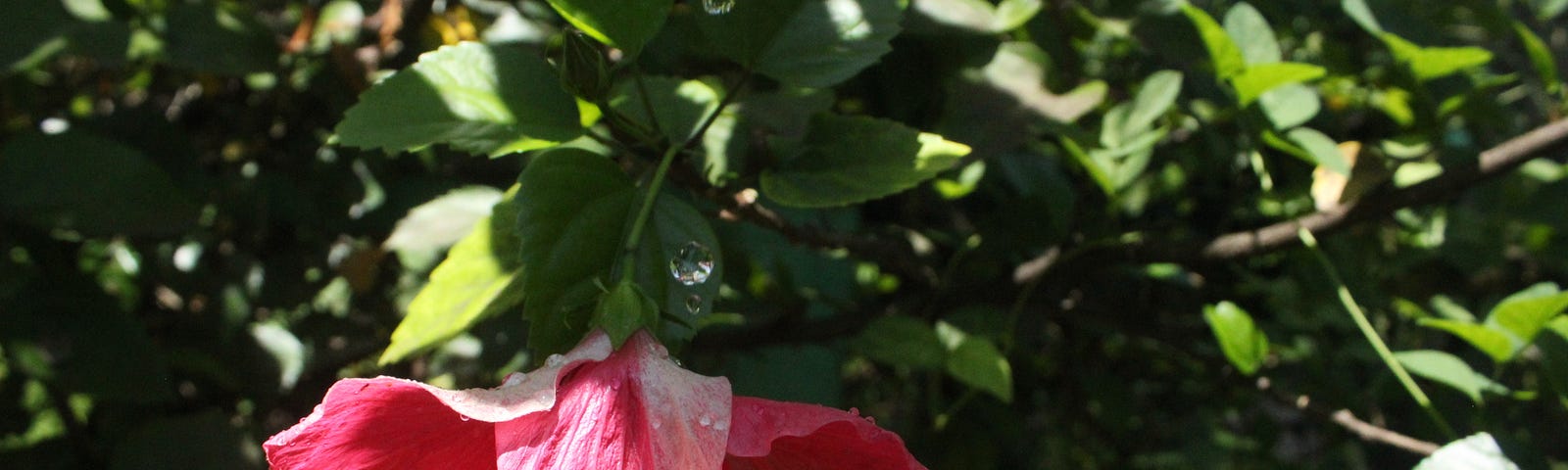 Flower Poetry: An inspiration poem about the flower Hibiscus