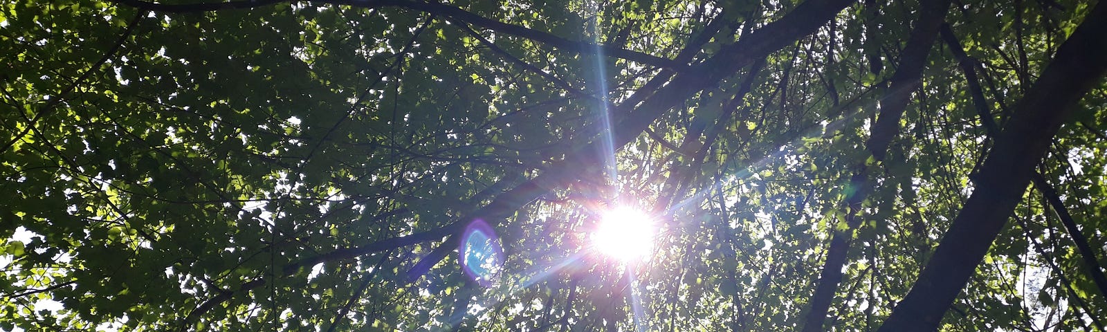 Sun diffracted through canopy of leaves.