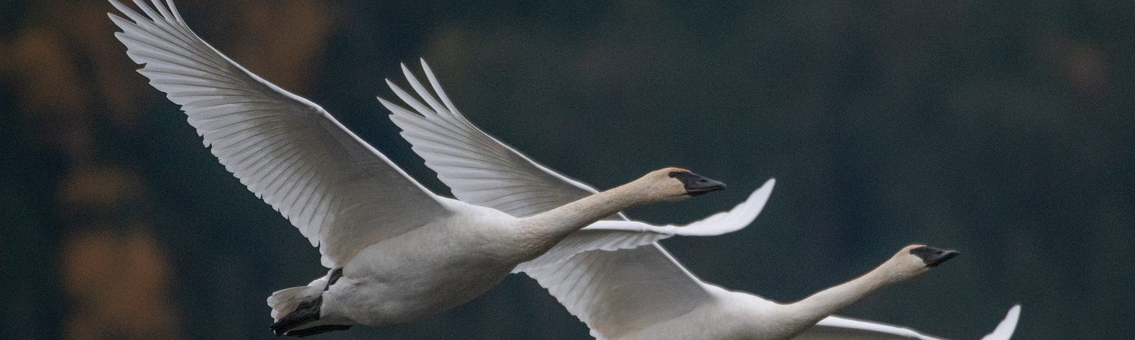 Two geese in synchronic flight.
