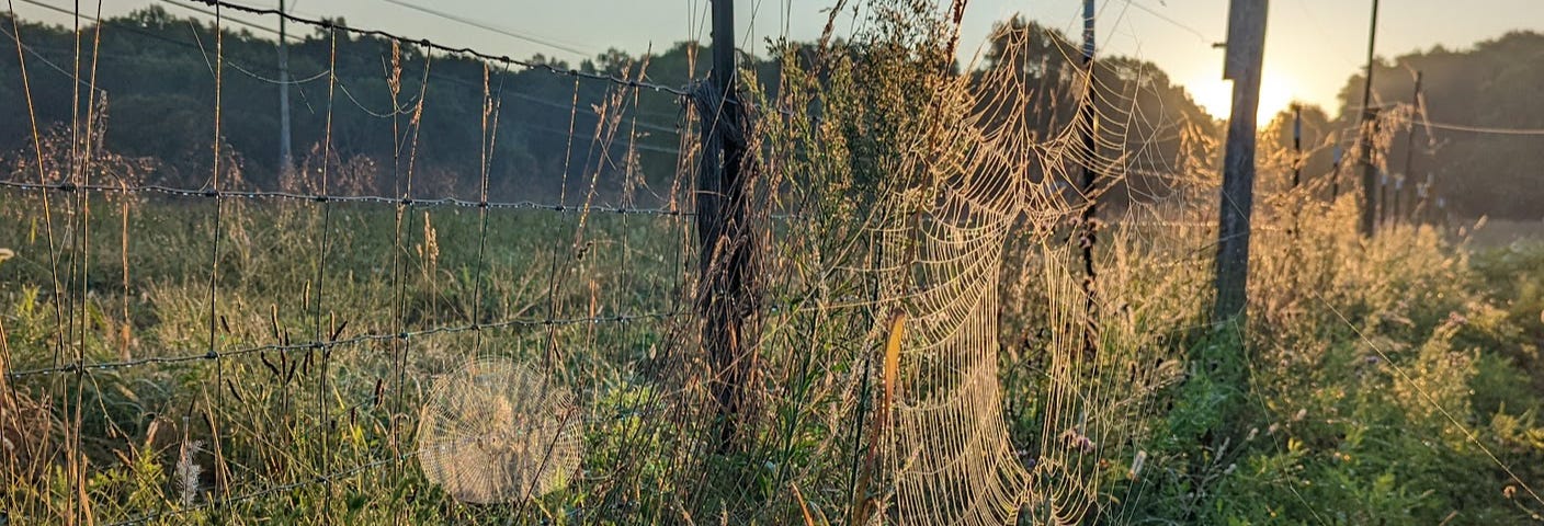 A spider web in a field against the rising sun. Consideration Farm, Consideration, USA.