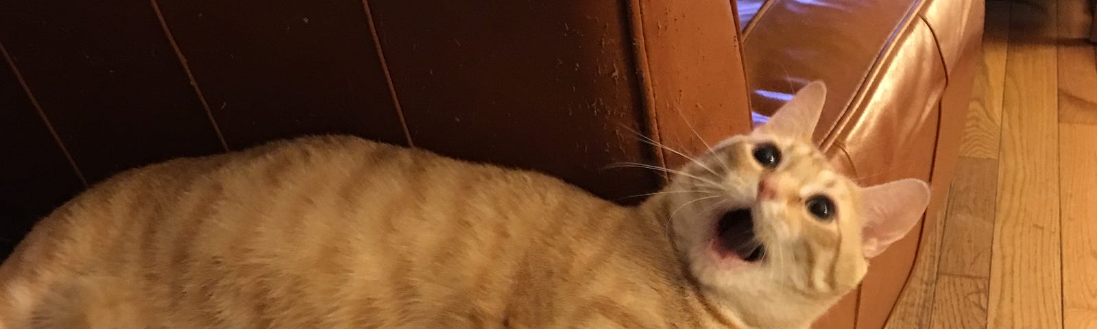 Author’s photo of Bernie, a yellow cat lying on a coffee table with his mouth open in surprise.