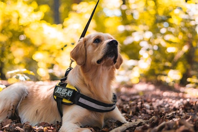 Golden retreiver in a dog harness, looking up