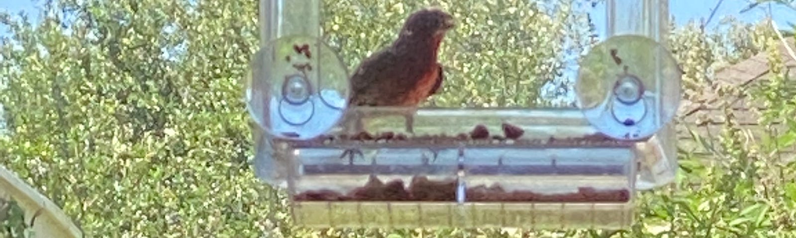 Purple finch at bird feeder.
