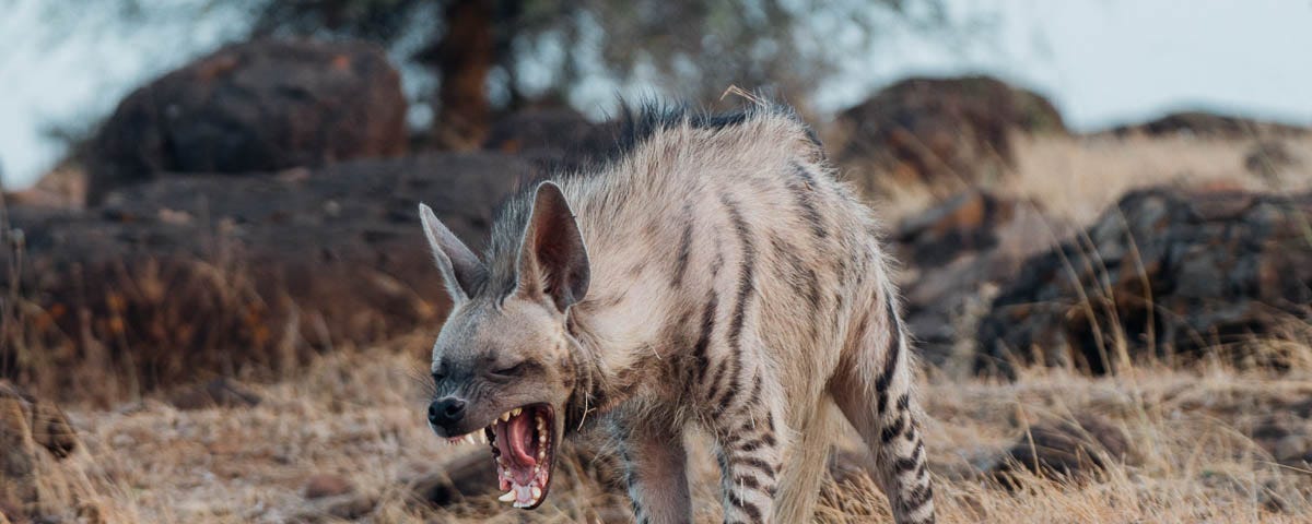 A picture of a hyena