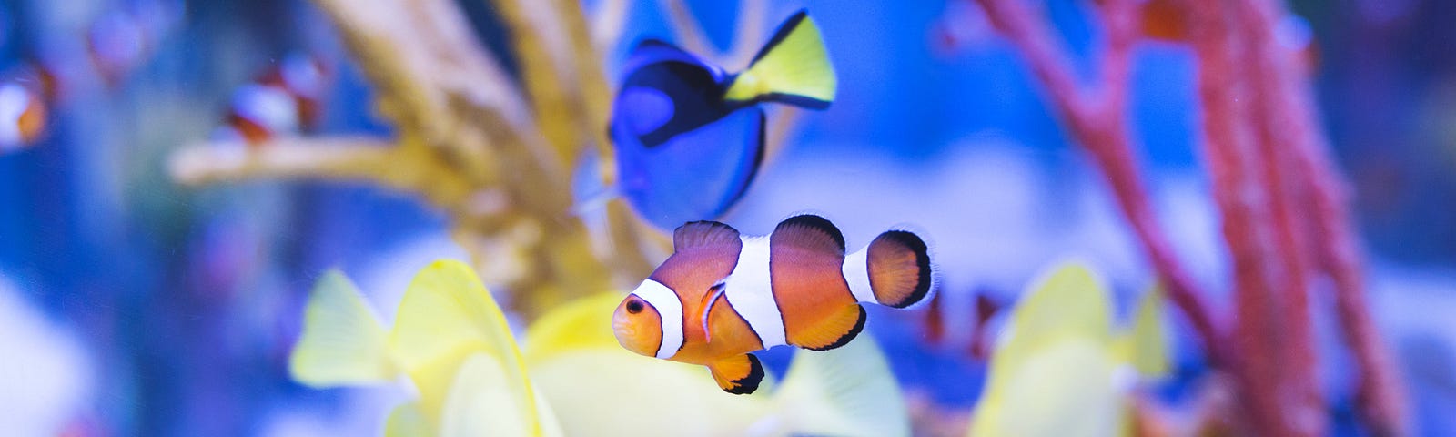 An orange clownfish is at the forefront of an aquarium full of several different species of underwater creatures. Behind the main subject are yellow fish, blue fish, and other clownfish, as well as multi-coloured underwater plants.