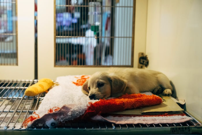 Photo of sick dog in vet’s office.