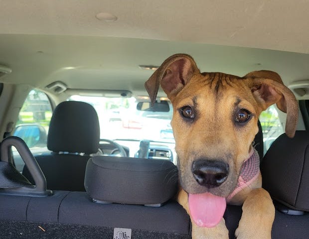 Foster rescue dog in the car