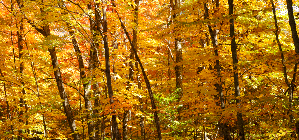 Trees in the Algonquin Park in the autumn with Sun shining through the golden leaves.